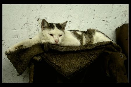 Kliknij by zobaczy� oryginalny obraz