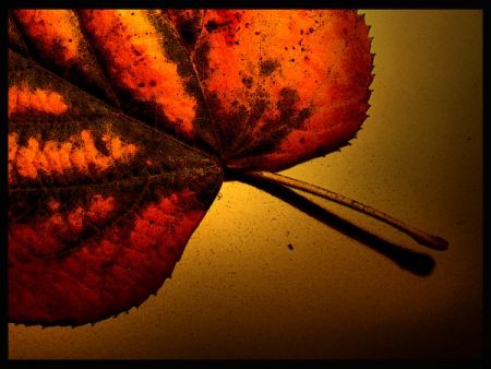 Kliknij by zobaczy� oryginalny obraz