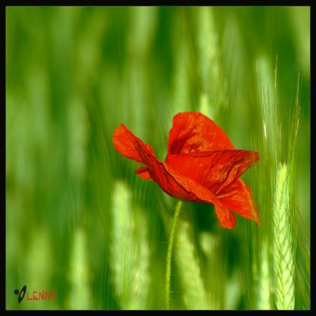 Kliknij by zobaczy� oryginalny obraz