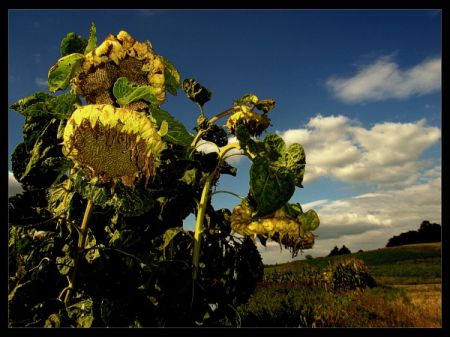 Kliknij by zobaczy� oryginalny obraz