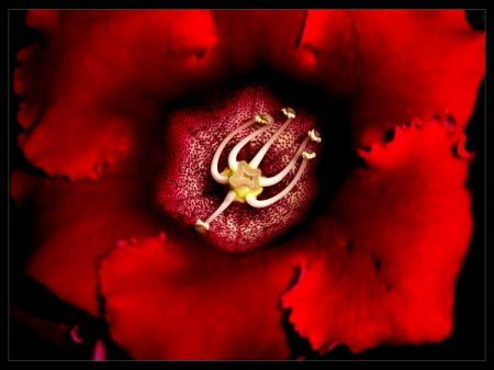 Kliknij by zobaczy� oryginalny obraz