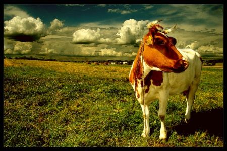 Kliknij by zobaczy� oryginalny obraz